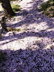 週末1204182107_007.JPG