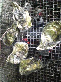 Image0241.jpg